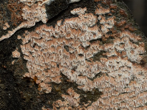  ( - FDS-CA-03634)  @11 [ ] by-nc (2024) Stu Pickell Fungal Diversity Survey