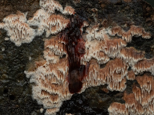  ( - FDS-CA-03634)  @11 [ ] by-nc (2024) Stu Pickell Fungal Diversity Survey