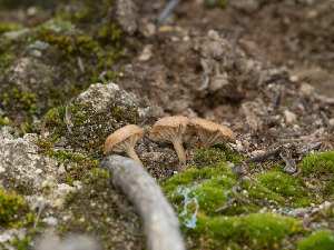  ( - FDS-CA-03630)  @11 [ ] by-nc (2024) Stu Pickell Fungal Diversity Survey