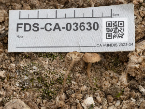 ( - FDS-CA-03630)  @11 [ ] by-nc (2024) Stu Pickell Fungal Diversity Survey