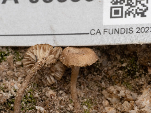  ( - FDS-CA-03630)  @11 [ ] by-nc (2024) Stu Pickell Fungal Diversity Survey