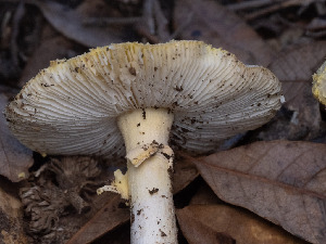  ( - FDS-CA-01435)  @11 [ ] by-nc (2024) Stu Pickell Fungal Diversity Survey