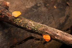  ( - FDS-CA-00432)  @11 [ ] by-nc (2024) Thea Chesney Fungal Diversity Survey