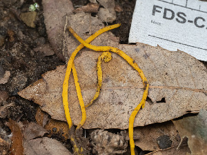  (Clavulinopsis sp. laeticolor-CA01 - FDS-CA-01436)  @11 [ ] by-nc (2024) Stu Pickell Fungal Diversity Survey