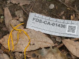  ( - FDS-CA-01436)  @11 [ ] by-nc (2024) Stu Pickell Fungal Diversity Survey