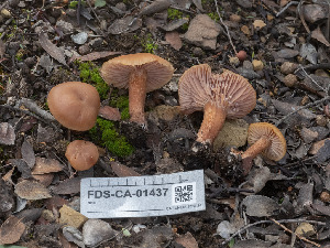  ( - FDS-CA-01437)  @11 [ ] by-nc (2024) Stu Pickell Fungal Diversity Survey