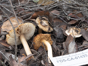  ( - FDS-CA-01439)  @11 [ ] by-nc (2024) Stu Pickell Fungal Diversity Survey