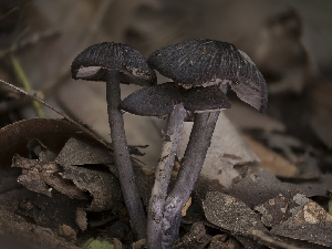  ( - FDS-CA-01448)  @11 [ ] by-nc (2024) Stu Pickell Fungal Diversity Survey