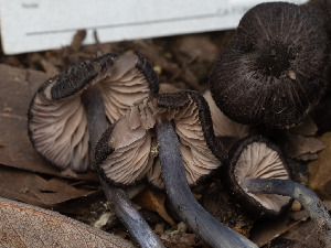  ( - FDS-CA-01448)  @11 [ ] by-nc (2024) Stu Pickell Fungal Diversity Survey