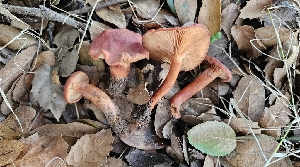  ( - FDS-CA-00413)  @11 [ ] by-nc (2024) Thea Chesney Fungal Diversity Survey