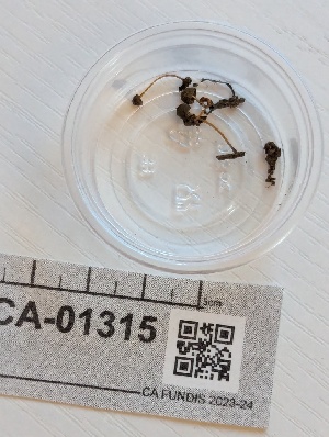  ( - FDS-CA-01315)  @11 [ ] by-nc (2024) Stu Pickell Fungal Diversity Survey