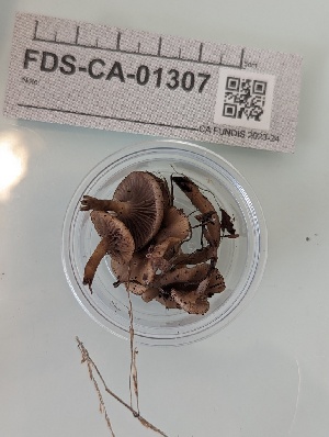  ( - FDS-CA-01307)  @11 [ ] by-nc (2024) Stu Pickell Fungal Diversity Survey