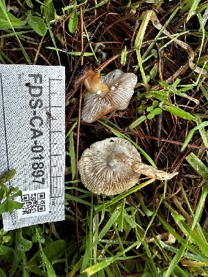  ( - FDS-CA-01897)  @11 [ ] by-nc (2024) Aaron Tupac Fungal Diversity Survey