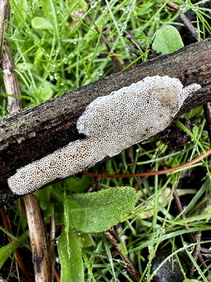  ( - FDS-CA-01896)  @11 [ ] by-nc (2024) Aaron Tupac Fungal Diversity Survey