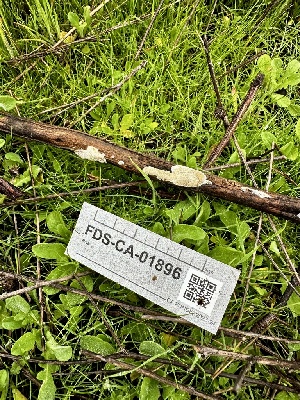  ( - FDS-CA-01896)  @11 [ ] by-nc (2024) Aaron Tupac Fungal Diversity Survey