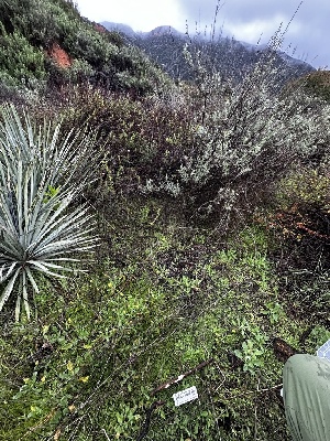  ( - FDS-CA-01896)  @11 [ ] by-nc (2024) Aaron Tupac Fungal Diversity Survey
