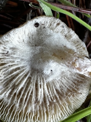  ( - FDS-CA-01897)  @11 [ ] by-nc (2024) Aaron Tupac Fungal Diversity Survey