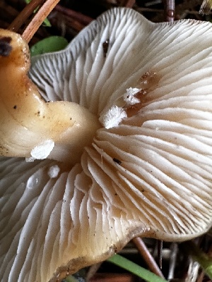  ( - FDS-CA-01897)  @11 [ ] by-nc (2024) Aaron Tupac Fungal Diversity Survey