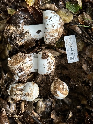  ( - FDS-CA-01893)  @11 [ ] by-nc (2024) Aaron Tupac Fungal Diversity Survey