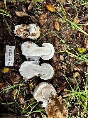  ( - FDS-CA-01893)  @11 [ ] by-nc (2024) Aaron Tupac Fungal Diversity Survey