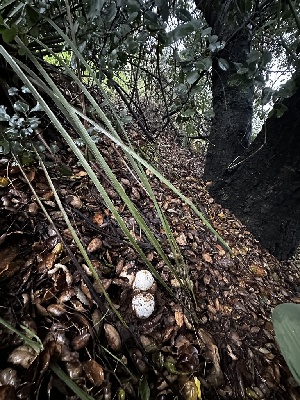  ( - FDS-CA-01893)  @11 [ ] by-nc (2024) Aaron Tupac Fungal Diversity Survey