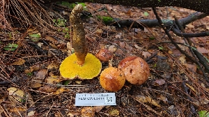  (Aureoboletus flaviporus - FDS-CA-03444)  @11 [ ] by-nc (2024) Fresno Mycology Society Fungal Diversity Survey