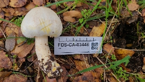  ( - FDS-CA-03446)  @11 [ ] by-nc (2024) Fresno Mycology Society Fungal Diversity Survey