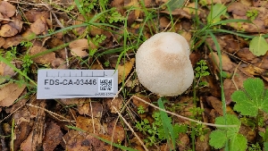  ( - FDS-CA-03446)  @11 [ ] by-nc (2024) Fresno Mycology Society Fungal Diversity Survey