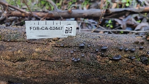  ( - FDS-CA-03447)  @11 [ ] by-nc (2024) Fresno Mycology Society Fungal Diversity Survey