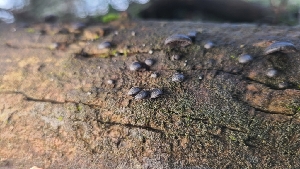  ( - FDS-CA-03447)  @11 [ ] by-nc (2024) Fresno Mycology Society Fungal Diversity Survey