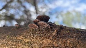  ( - FDS-CA-03447)  @11 [ ] by-nc (2024) Fresno Mycology Society Fungal Diversity Survey