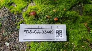  ( - FDS-CA-03449)  @11 [ ] by-nc (2024) Fresno Mycology Society Fungal Diversity Survey