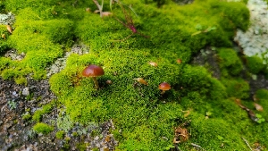  ( - FDS-CA-03449)  @11 [ ] by-nc (2024) Fresno Mycology Society Fungal Diversity Survey