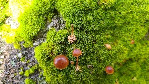  ( - FDS-CA-03449)  @11 [ ] by-nc (2024) Fresno Mycology Society Fungal Diversity Survey