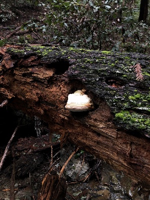  (Laricifomitaceae - FDS-CA-03229)  @11 [ ] by (2024) Justin Paulin Fungal Diversity Survey