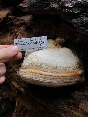  ( - FDS-CA-03229)  @11 [ ] by (2024) Justin Paulin Fungal Diversity Survey