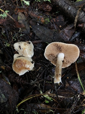  ( - FDS-CA-03241)  @11 [ ] by (2024) Justin Paulin Fungal Diversity Survey