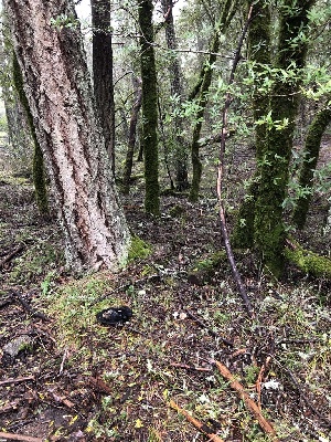  ( - FDS-CA-03241)  @11 [ ] by (2024) Justin Paulin Fungal Diversity Survey