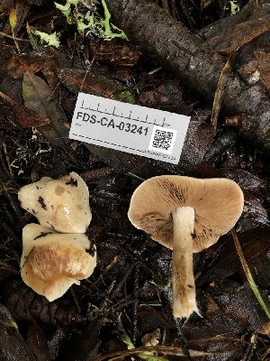  ( - FDS-CA-03241)  @11 [ ] by (2024) Justin Paulin Fungal Diversity Survey
