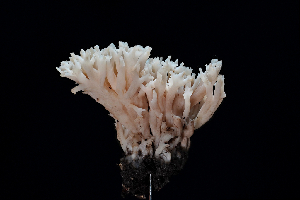  ( - FDS-CA-03450)  @11 [ ] by-nc (2024) Fresno Mycology Society Fungal Diversity Survey