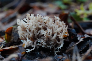  ( - FDS-CA-03450)  @11 [ ] by-nc (2024) Fresno Mycology Society Fungal Diversity Survey