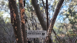  (Corticium sp. CA01 - FDS-CA-03454)  @11 [ ] by-nc (2024) Fresno Mycology Society Fungal Diversity Survey