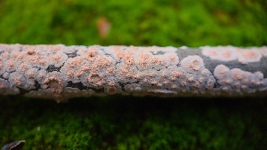  ( - FDS-CA-03454)  @11 [ ] by-nc (2024) Fresno Mycology Society Fungal Diversity Survey
