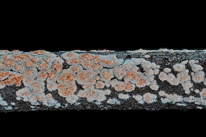  ( - FDS-CA-03454)  @11 [ ] by-nc (2024) Fresno Mycology Society Fungal Diversity Survey