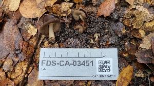 (Helvella sp. CA08 - FDS-CA-03451)  @11 [ ] by-nc (2024) Fresno Mycology Society Fungal Diversity Survey