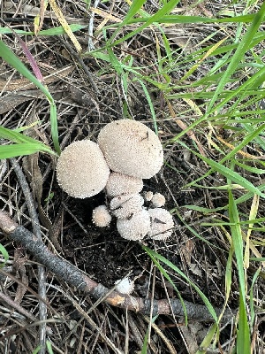  ( - FDS-CA-01018)  @11 [ ] by-nc (2024) Bat Vardeh Fungal Diversity Survey