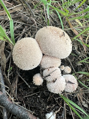  ( - FDS-CA-01018)  @11 [ ] by-nc (2024) Bat Vardeh Fungal Diversity Survey