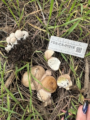  ( - FDS-CA-01018)  @11 [ ] by-nc (2024) Bat Vardeh Fungal Diversity Survey