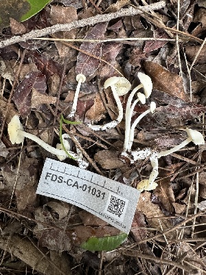  ( - FDS-CA-01031)  @11 [ ] by-nc (2024) Bat Vardeh Fungal Diversity Survey