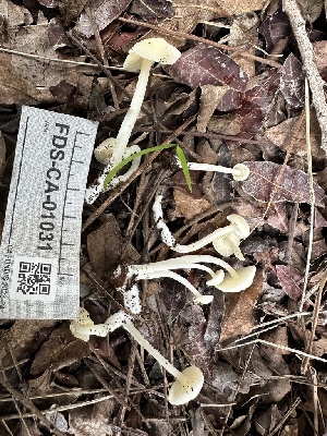  ( - FDS-CA-01031)  @11 [ ] by-nc (2024) Bat Vardeh Fungal Diversity Survey